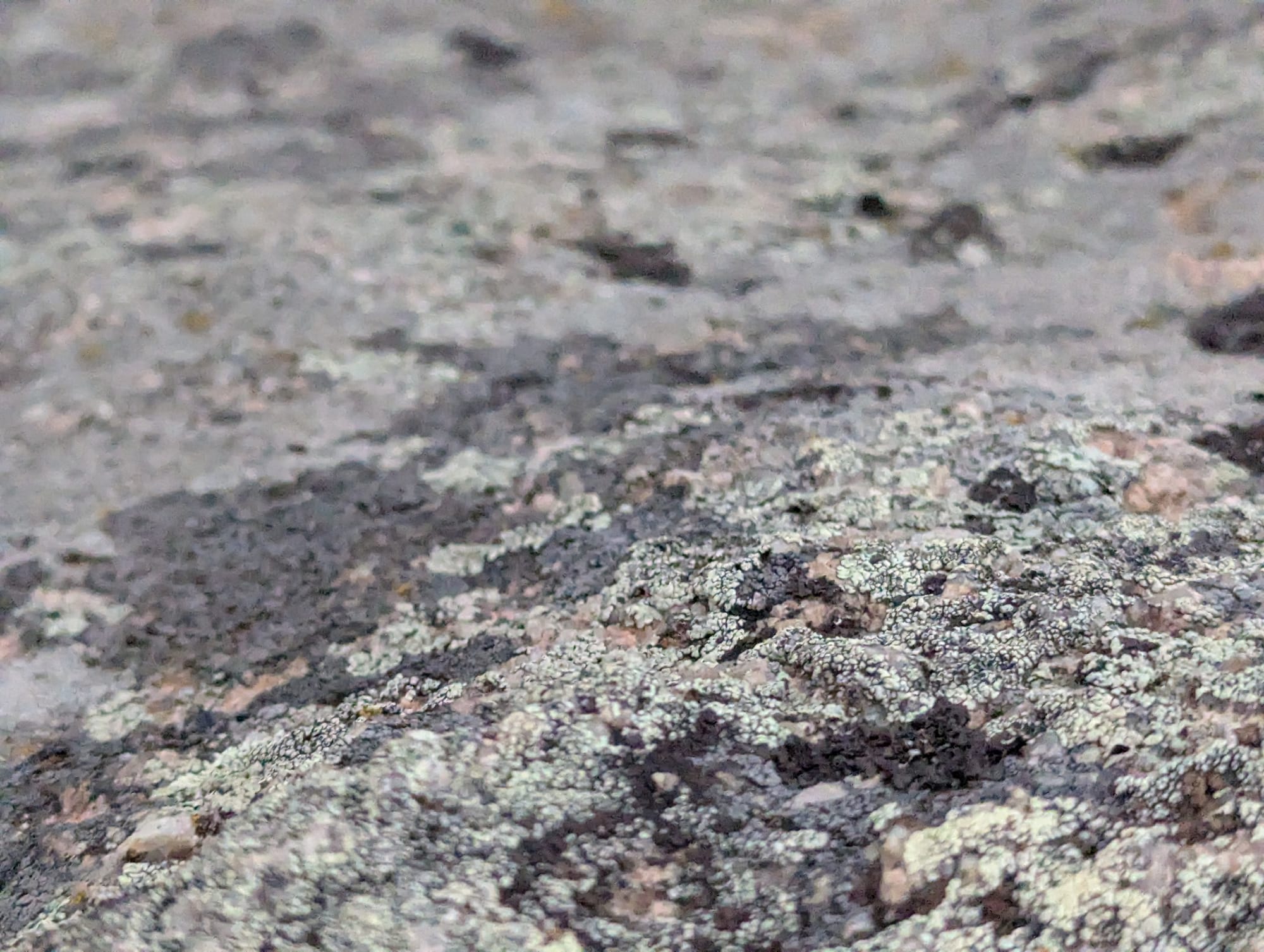 Earth Witness Online